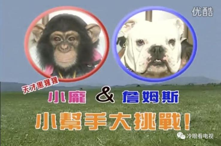 《猩猩狗狗大冒险》：挑战吹泡泡任务，小庞技惊四座，詹姆斯欲哭无泪